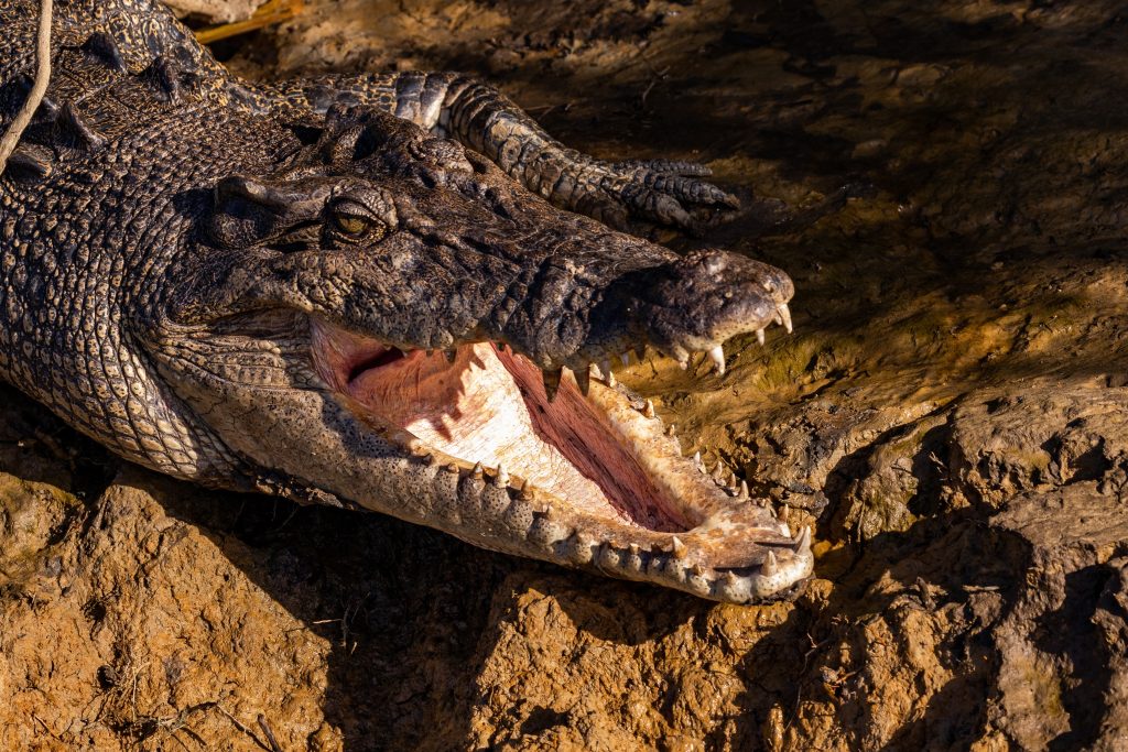 Радикалне мере: Индија разматра пуштање крокодила на граници са Бангладешом