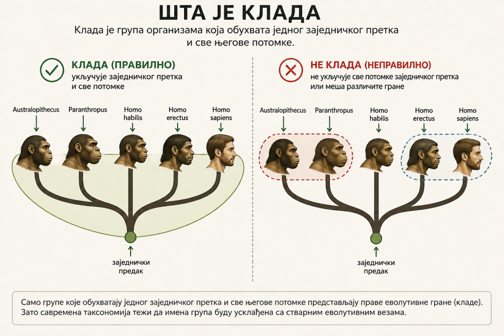 Клада као еволутивна грана са заједничким претком и свим потомцима у људском породичном стаблу